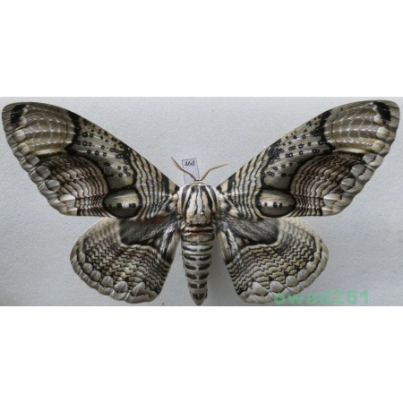 Brahmaea hearseyi White, 1862 male ex. ovo China 126mm46d